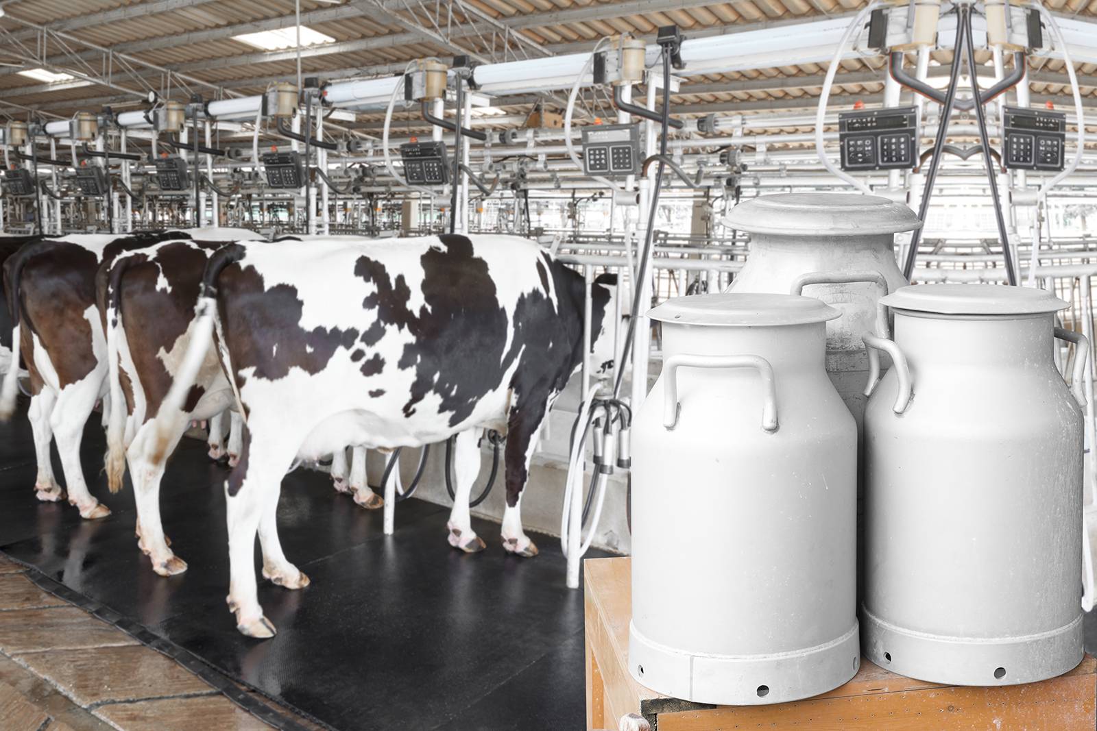 Milk cans and dairy cows