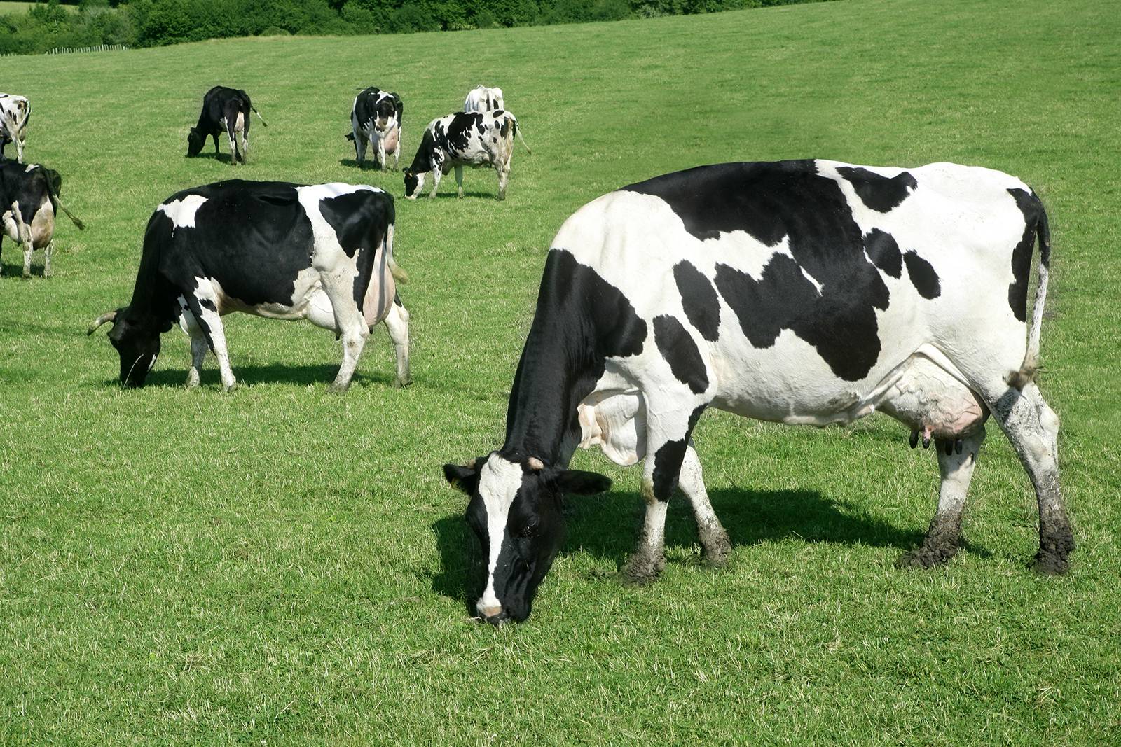 Herd of cows eating in pasture