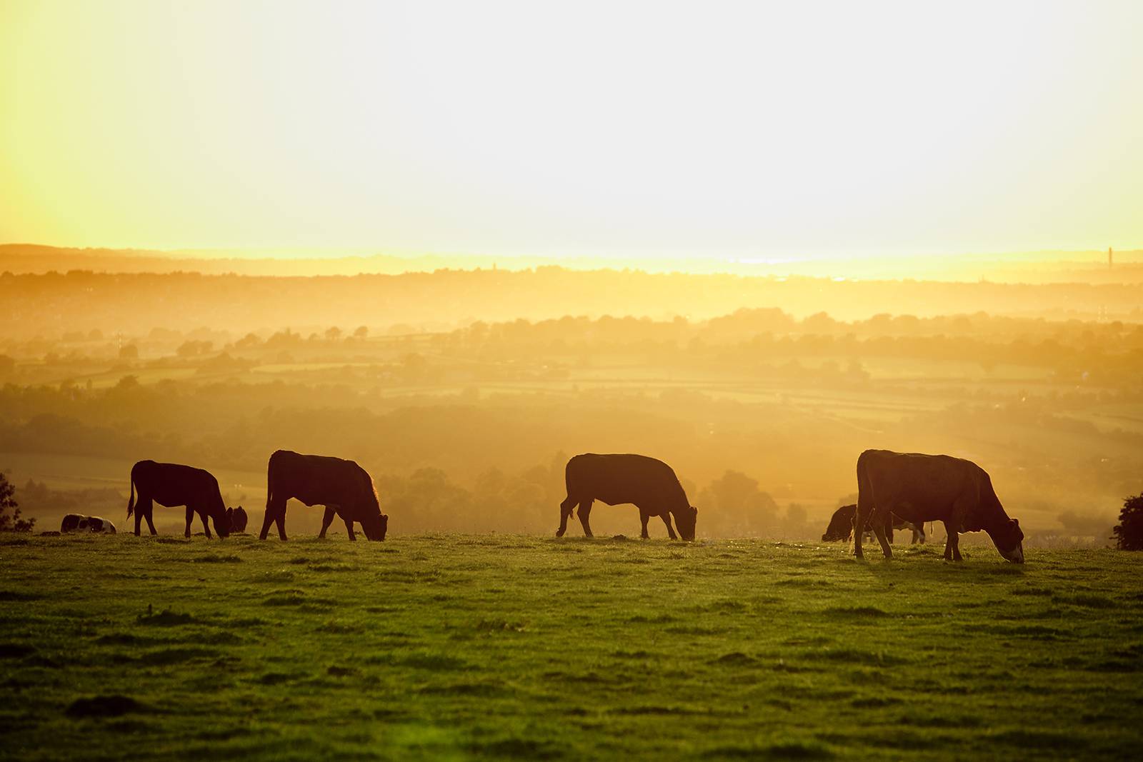 Scenic pasture with sunrise and cows