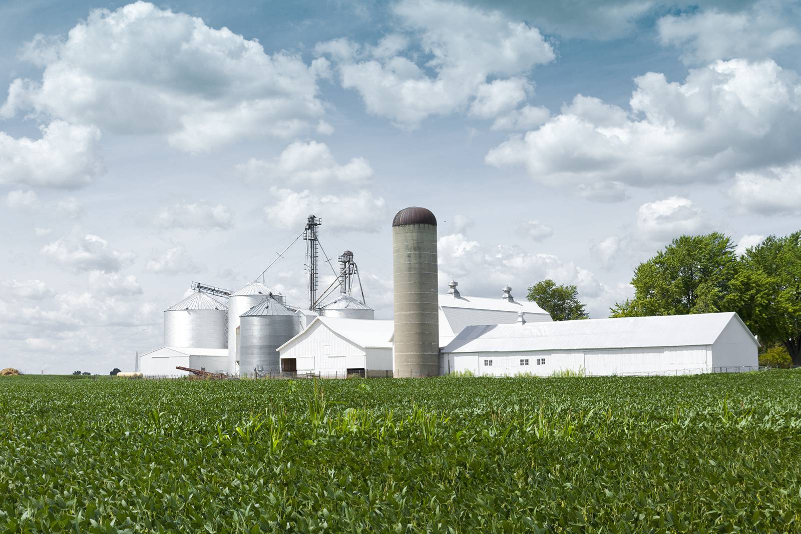 Agricultural scene with white barns and silos