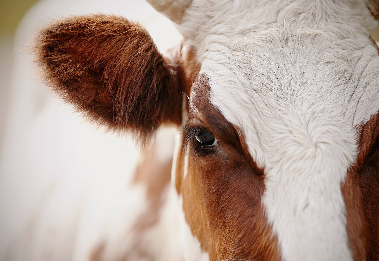 Cow's ear and eye in focus