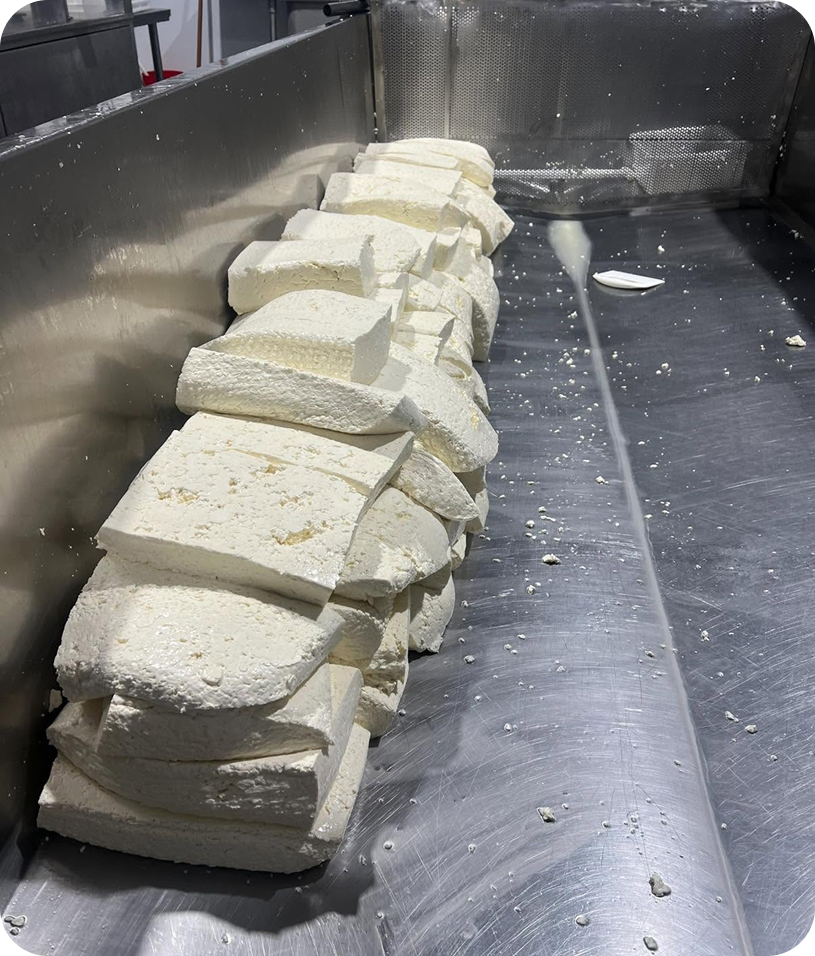 Blocks of cheese on a metal surface.