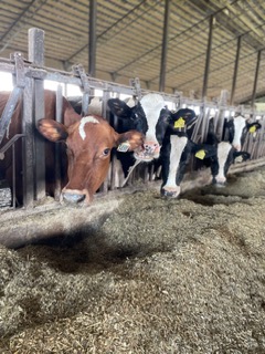 Dairy cows feeding at indoor barn trough