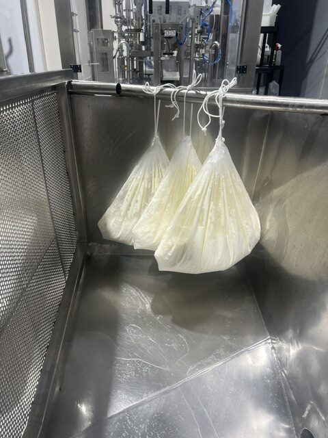 Hanging plastic bags draining cheese curds