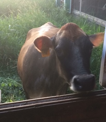 Close-up brown cow peeking through window